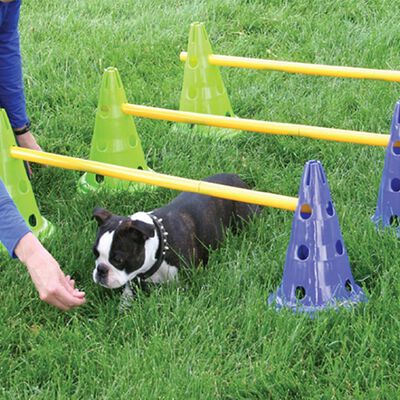 FitPAWS agility-sæt til Canine Gym | vidaXL.dk